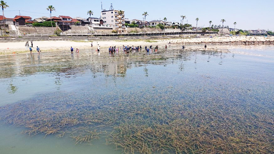 eelgrass-bed-of-eigashima 江井島のアマモ場